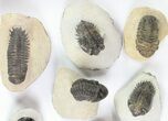 Lot: Assorted Devonian Trilobites - Pieces #76970-3